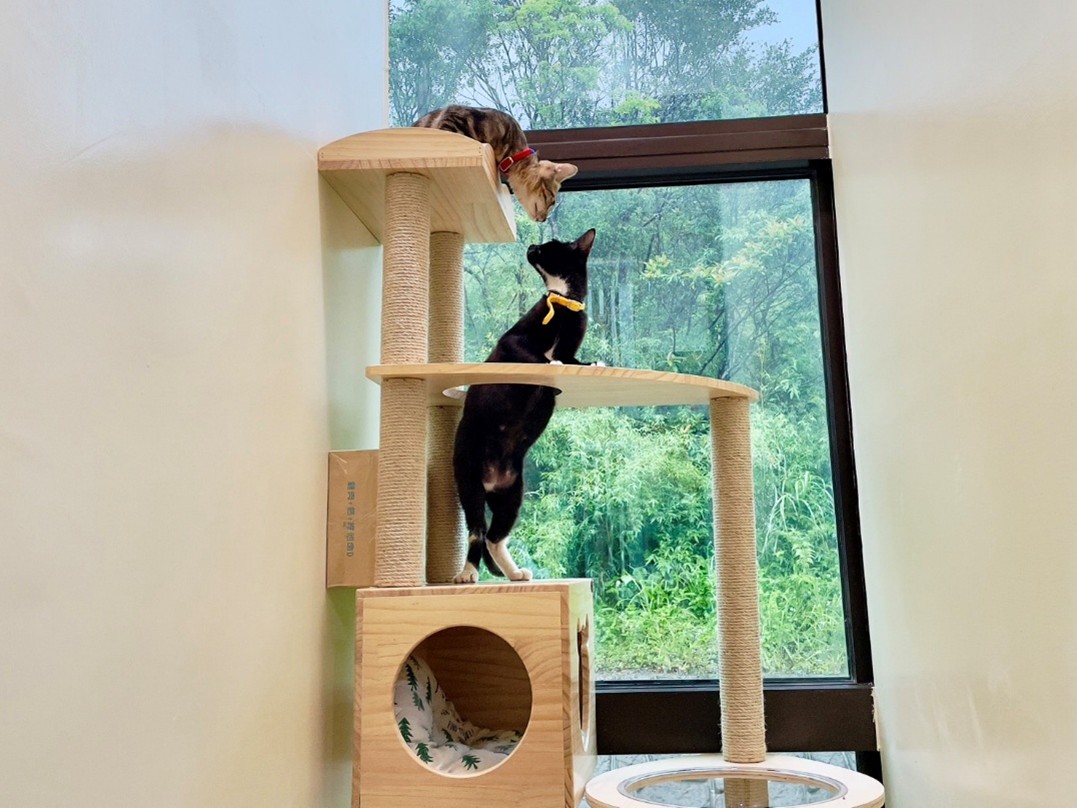 瑞芳動物之家內的貓跳台增加貓咪生活環境的豐富性