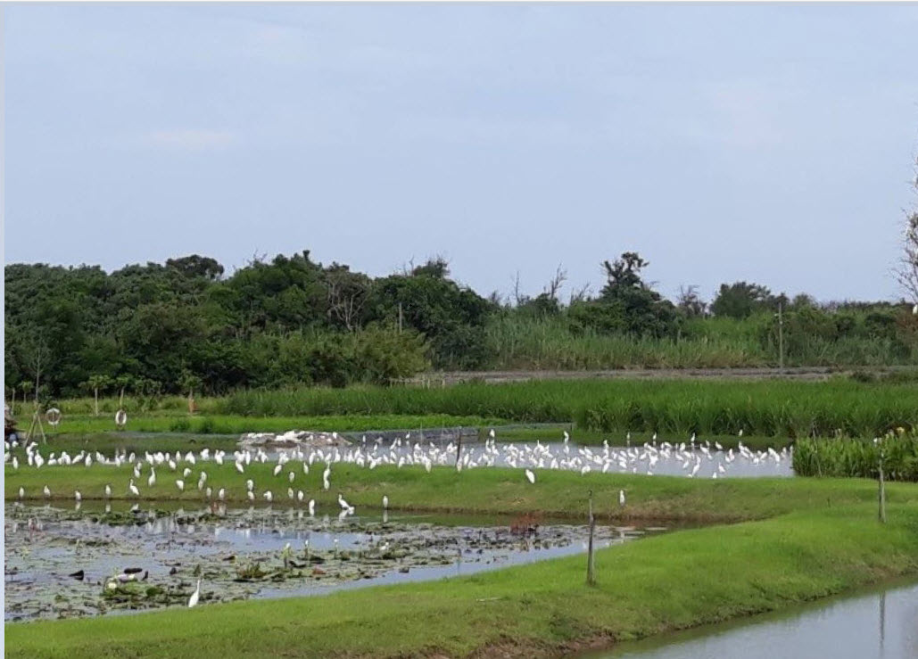 Successful rehabilitation of Qingshui wetland: black-faced spoonbill spotted